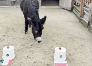 Osiołek Zidane z wrocławskiego ZOO wytypował wynik meczu Polska – Meksyk