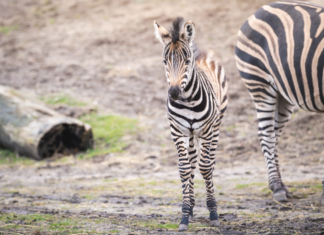 Oto Bakcyl – malutka zebra z wrocławskiego ZOO
