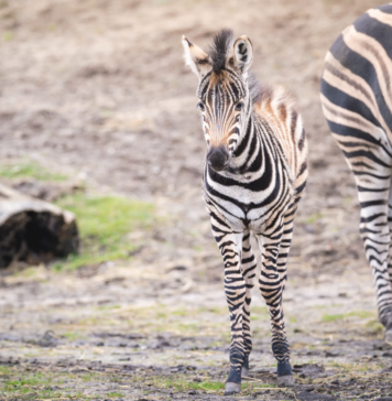 Oto Bakcyl – malutka zebra z wrocławskiego ZOO