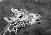 Wrocławskie zoo żegna żyrafę Rafiki. To najstarszy samiec żyrafy siatkowanej