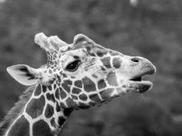 Wrocławskie zoo żegna żyrafę Rafiki. To najstarszy samiec żyrafy siatkowanej