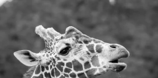 Wrocławskie zoo żegna żyrafę Rafiki. To najstarszy samiec żyrafy siatkowanej