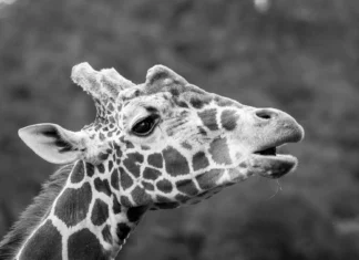 Wrocławskie zoo żegna żyrafę Rafiki. To najstarszy samiec żyrafy siatkowanej