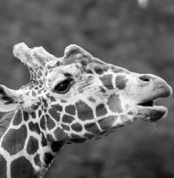 Wrocławskie zoo żegna żyrafę Rafiki. To najstarszy samiec żyrafy siatkowanej