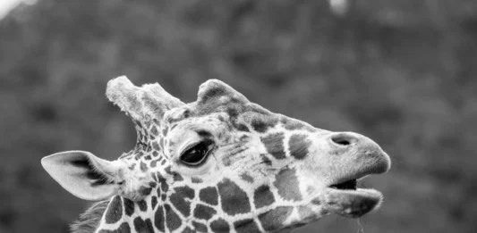 Wrocławskie zoo żegna żyrafę Rafiki. To najstarszy samiec żyrafy siatkowanej