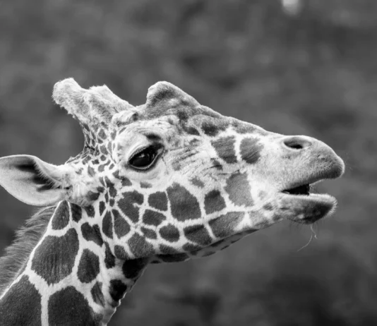 Wrocławskie zoo żegna żyrafę Rafiki. To najstarszy samiec żyrafy siatkowanej