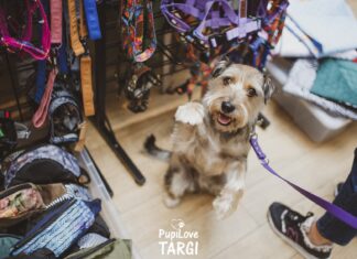 Na zakupy z psem lub kotem? Odwiedź PupiLove Targi we Wrocławiu