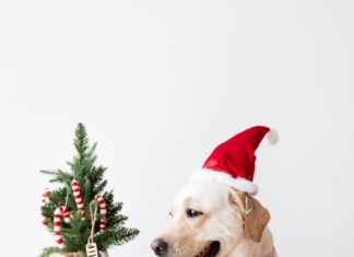 Co zrobić z choinką po świętach? Nie wyrzucaj – podziel się!