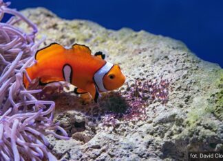 Akwarium morskie – świetny pomysł na prezent!