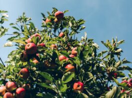 Nietypowa inwestycja we Wrocławiu: Na nowej pętli tramwajowej powstaje park z drzewami owocowymi