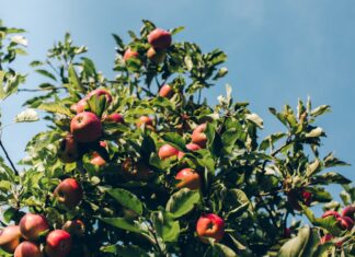 Nietypowa inwestycja we Wrocławiu: Na nowej pętli tramwajowej powstaje park z drzewami owocowymi