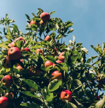 Nietypowa inwestycja we Wrocławiu: Na nowej pętli tramwajowej powstaje park z drzewami owocowymi