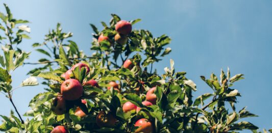 Nietypowa inwestycja we Wrocławiu: Na nowej pętli tramwajowej powstaje park z drzewami owocowymi