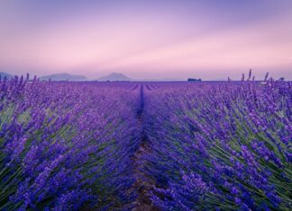 To ostatni moment na zdjęcia w polach lawendowych. Zobacz, gdzie je znaleźć w okolicy Wrocławia! Na zdjęciu pole lawendowe
