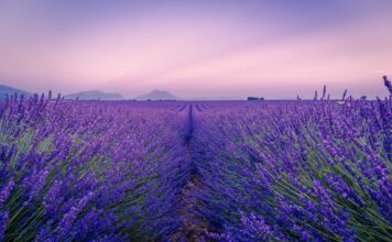 To ostatni moment na zdjęcia w polach lawendowych. Zobacz, gdzie je znaleźć w okolicy Wrocławia! Na zdjęciu pole lawendowe
