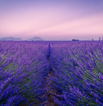 To ostatni moment na zdjęcia w polach lawendowych. Zobacz, gdzie je znaleźć w okolicy Wrocławia! Na zdjęciu pole lawendowe