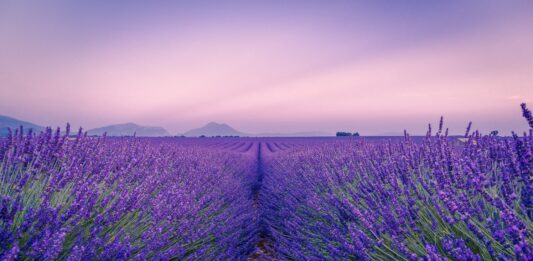 To ostatni moment na zdjęcia w polach lawendowych. Zobacz, gdzie je znaleźć w okolicy Wrocławia! Na zdjęciu pole lawendowe