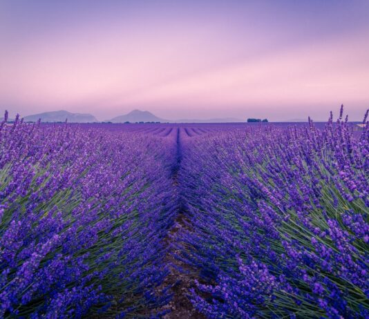 To ostatni moment na zdjęcia w polach lawendowych. Zobacz, gdzie je znaleźć w okolicy Wrocławia! Na zdjęciu pole lawendowe