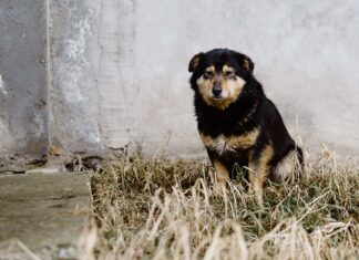 Wrocław: Ruszyła grupa pomocy zwierzętom na Ukrainie. Transport, opieka, jedzenie