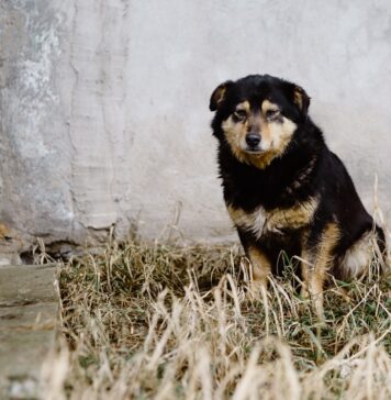 Wrocław: Ruszyła grupa pomocy zwierzętom na Ukrainie. Transport, opieka, jedzenie