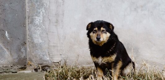 Wrocław: Ruszyła grupa pomocy zwierzętom na Ukrainie. Transport, opieka, jedzenie