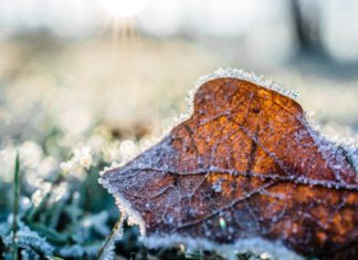 Jesienne porządki z mocą – co każdy wrocławianin może zrobić dla czystszego powietrza?