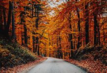 Gdzie na jesienny spacer we Wrocławiu? Sprawdź, 5 nietuzinkowych propozycji! Na zdjęciu jesienny las