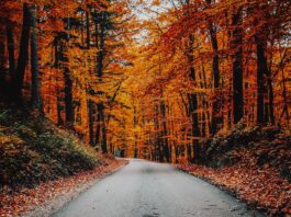 Gdzie na jesienny spacer we Wrocławiu? Sprawdź, 5 nietuzinkowych propozycji! Na zdjęciu jesienny las