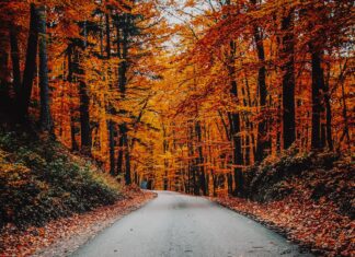 Gdzie na jesienny spacer we Wrocławiu? Sprawdź, 5 nietuzinkowych propozycji! Na zdjęciu jesienny las