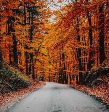 Gdzie na jesienny spacer we Wrocławiu? Sprawdź, 5 nietuzinkowych propozycji! Na zdjęciu jesienny las