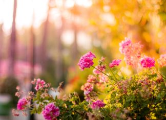 W dniach 27-28.04 – Kiermasz Ogrodniczy Wrocław „Pamiętajcie o ogrodach”