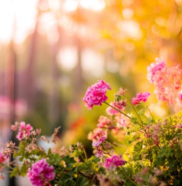 W dniach 27-28.04 – Kiermasz Ogrodniczy Wrocław „Pamiętajcie o ogrodach”