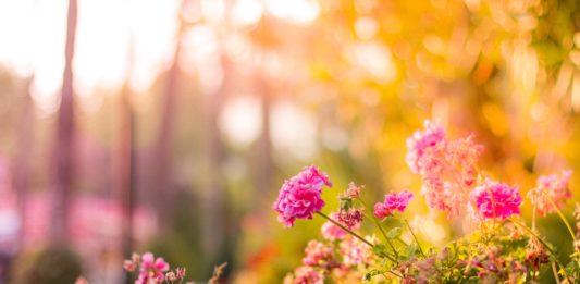 W dniach 27-28.04 – Kiermasz Ogrodniczy Wrocław „Pamiętajcie o ogrodach”