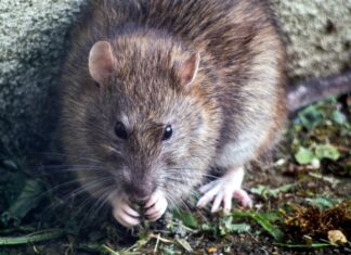 Wrocław: Rozpoczyna się letnia akcja deratyzacyjna. Potrwa od 1 do 31 lipca