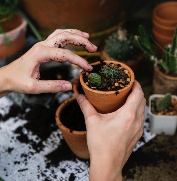 We Wrocławiu znów rusza schronisko dla roślin – przyjdź i wymień się rośliną! roślina w doniczce