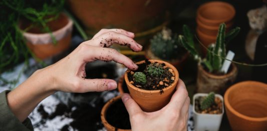 We Wrocławiu znów rusza schronisko dla roślin – przyjdź i wymień się rośliną! roślina w doniczce