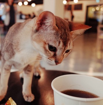 We Wrocławiu powstanie pierwsza kocia kawiarnia – Kot Cafe Wrocław