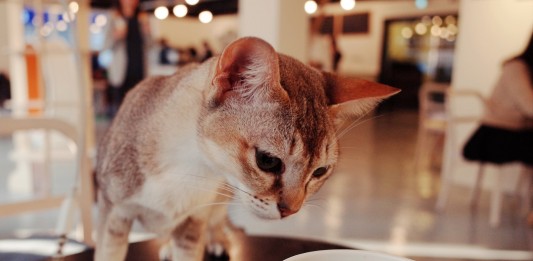 We Wrocławiu powstanie pierwsza kocia kawiarnia – Kot Cafe Wrocław