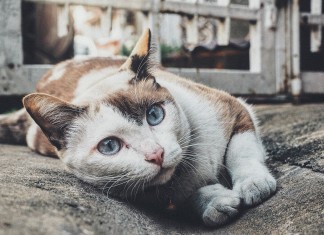 Międzynarodowa Wystawa Kotów Rasowych już w ten weekend!