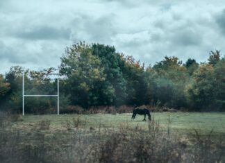 Czy zgubił ktoś konia? Po wrocławskim osiedlu spacerował dziś czarny koń. Mieszkańcy szukają właściciela