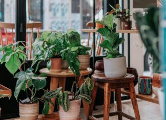 Wiosenna sąsiedzka wymiana roślin na Przedmieściu Oławskim