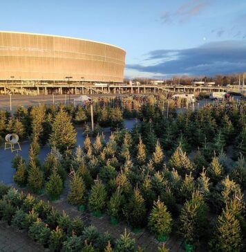 Na Stadionie Wrocław powstał Choinkowy Las! 10zł ze sprzedaży każdej choinki trafi do Przylądka Nadziei