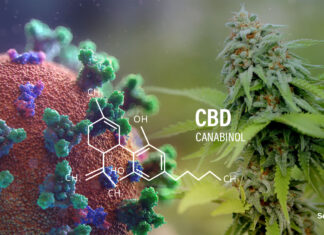 Składnik konopi może łagodzić stan zapalny w płucach u chorych na COVID-19