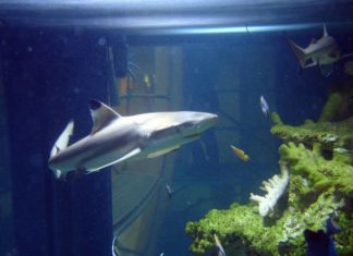 W Arkadach Wrocławskich zamknięto akwarium – rekiny pojechały do Londynu!