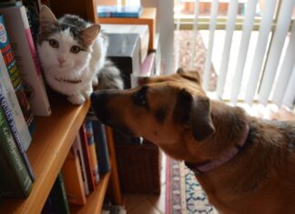 We Wrocławiu do wszystkich bibliotek wejdziesz z psem lub kotem!