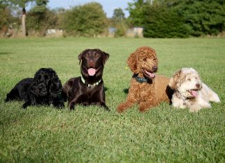 I Parada Psów Wrocławskich