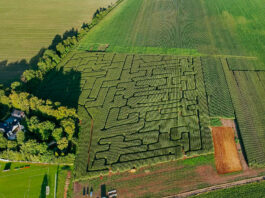 Szukacie wrażeń i odrobiny rywalizacji? Wpadnijcie do labiryntu w polu kukurydzy. Zaledwie 30 minut od centrum Wrocławia! Na zdjęciu labirynt w polu kukurydzy /Piotr Ogrodnik (ig: piotrodrone)