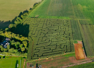 Szukacie wrażeń i odrobiny rywalizacji? Wpadnijcie do labiryntu w polu kukurydzy. Zaledwie 30 minut od centrum Wrocławia! Na zdjęciu labirynt w polu kukurydzy /Piotr Ogrodnik (ig: piotrodrone)