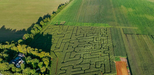 Szukacie wrażeń i odrobiny rywalizacji? Wpadnijcie do labiryntu w polu kukurydzy. Zaledwie 30 minut od centrum Wrocławia! Na zdjęciu labirynt w polu kukurydzy /Piotr Ogrodnik (ig: piotrodrone)