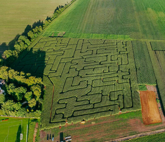 Szukacie wrażeń i odrobiny rywalizacji? Wpadnijcie do labiryntu w polu kukurydzy. Zaledwie 30 minut od centrum Wrocławia! Na zdjęciu labirynt w polu kukurydzy /Piotr Ogrodnik (ig: piotrodrone)
